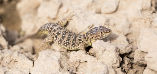 Lizard in the ground outdoors