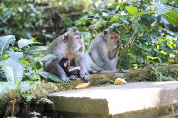 Naklejka na ściany i meble wild monkey (macaque)