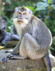 wild monkey (macaque)
