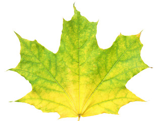 Fototapeta premium Autumn maple leaf