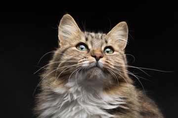 Fototapeta na wymiar portrait in dark vein of red cat