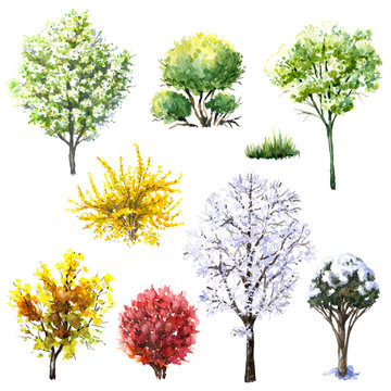 Trees and bushes  during different seasons