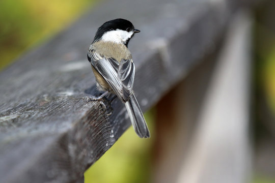 M&eacute;sange &agrave; t&ecirc;te noire