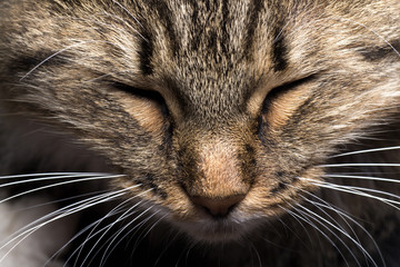 Portrait of a tough light cat muzzle