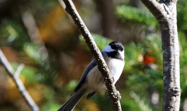 M&eacute;sange &agrave; t&ecirc;te noire
