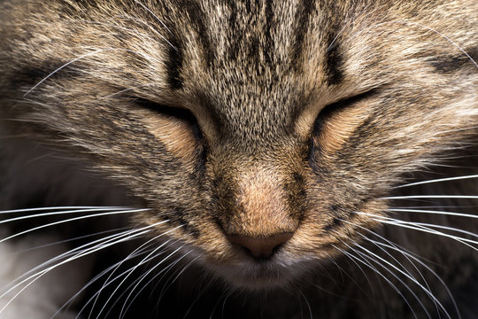 Portrait of a tough light cat muzzle