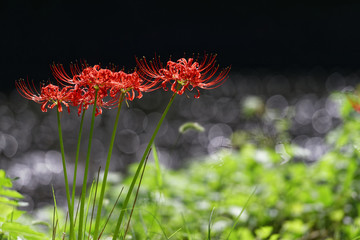 曼珠沙華２０１６
