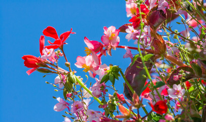 Colorful Flowers against Blue Sky Composition