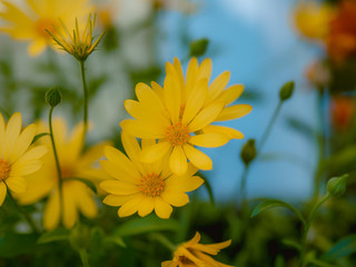 yellow flowers, macro