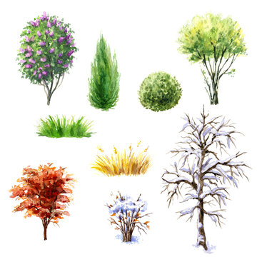Trees and shrubs during different seasons