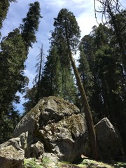 kings canyon sequoia national park, usa
