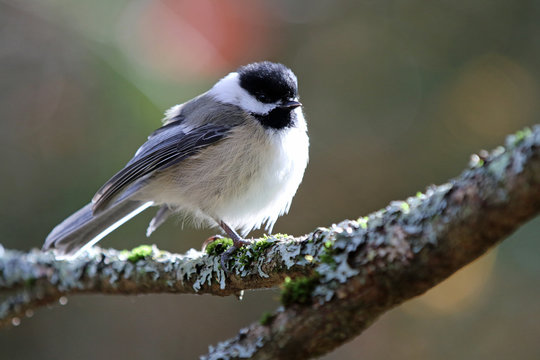 M&eacute;sange &agrave; t&ecirc;te noire