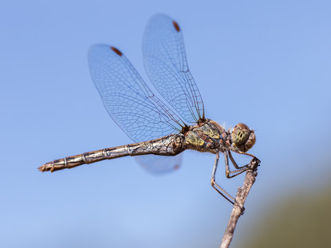 Dragonfly perched on a twig