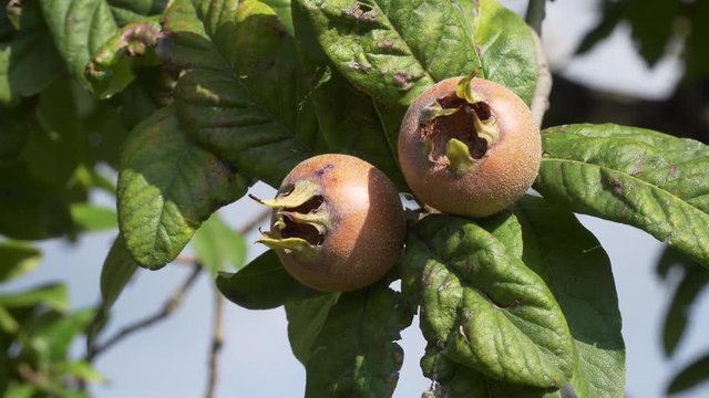 Medlars in fruit tree