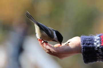 Mésange à tête noire