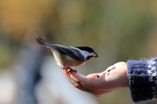 M&eacute;sange &agrave; t&ecirc;te noire