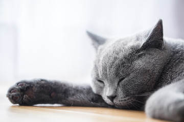 Young cute cat sleeping on wooden floor. The British Shorthair