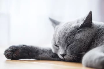 Photo sur Aluminium Chat Young cute cat sleeping on wooden floor. The British Shorthair
