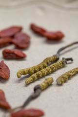 Ingredient used in Traditional Chinese Medicine - Cordyceps sinensis (caterpillar fungus) or called dong chong xia cao