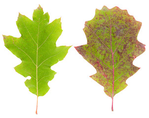 Set of autumn leaves isolated