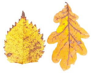 Set of autumn leaves isolated