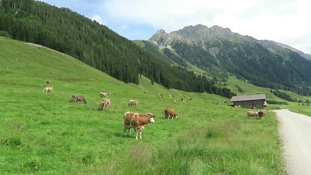 Zillertal valley landscape with meadow, barn and stream. Located at Schoenachtal valley in Tirol (Austria).