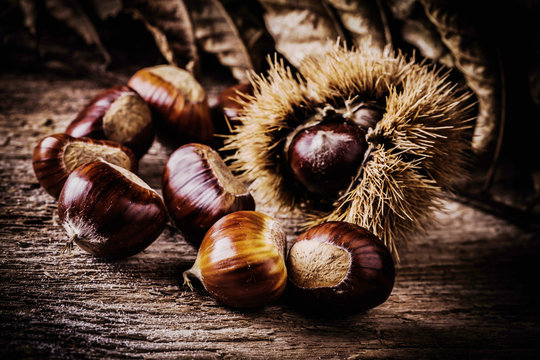 Marroni - raccolto autunnale