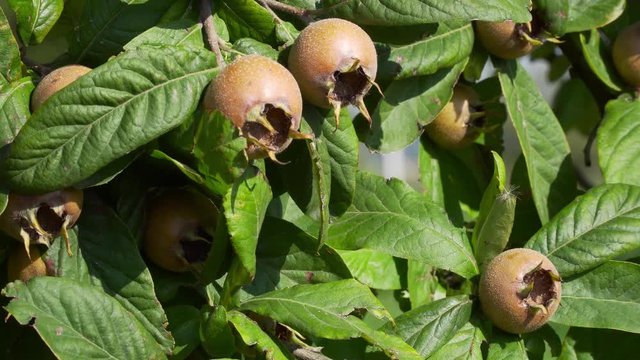 Healthy Medlars in fruit tree