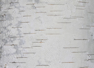 Naklejka premium birch bark texture natural background paper close-up