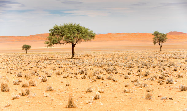 Akazienb&auml;ume in der Namib an der Traumstra&szlig;e D 707, Namibia