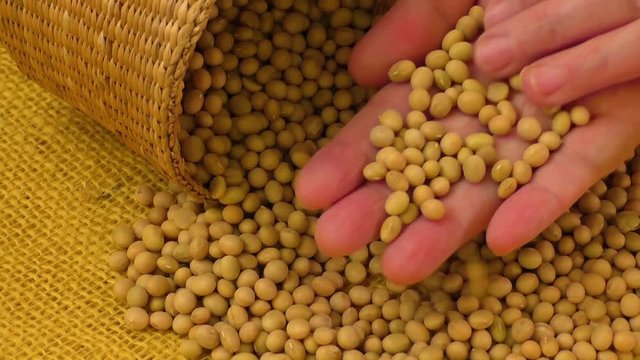 Soybean beans by hand,seeds food raw material,delicious dishes soya bean
