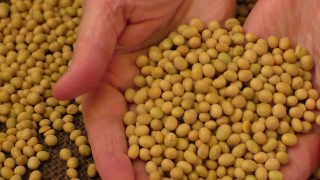 Soybean beans by hand,seeds food raw material,delicious dishes soya bean
