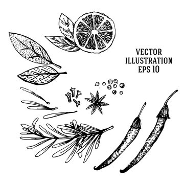 Vector hand drawn lime and spices set. Half lime, leaf, spices and seed sketch. Tropical summer fruit engraved style illustration.