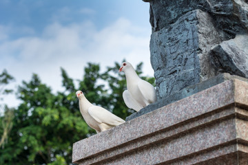 Two white doves standing on stone ruins