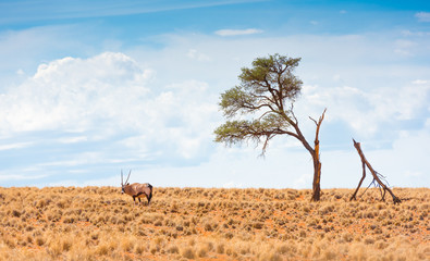 Oryx an einem Baum mit gebrochenem Ast, Namibrand, Namibia