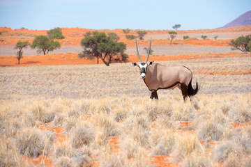 Oryx am Rande der Namib, Namibia