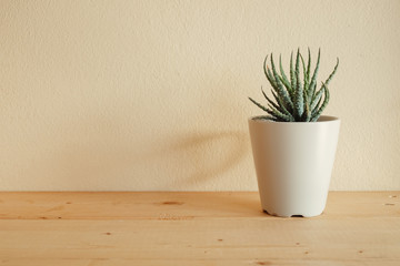 Indoor plant on wooden table