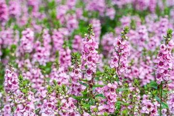 Obraz premium Closeup of pink Salvia flower in the flower season