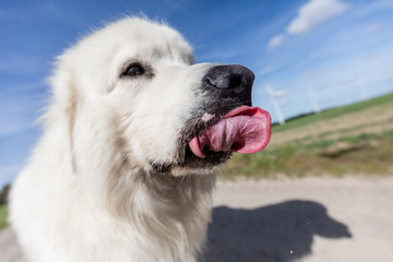 Funny dog portrait. Focus on a long tongue. Polish Tatra Sheepdog