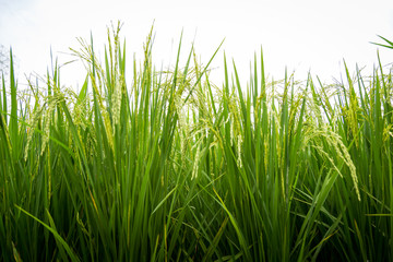 Obraz premium Rice field in countryside of Thailand