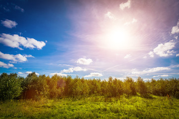 Obraz na płótnie Canvas Green countryside meadow and forest line. Sun shining on blue sky