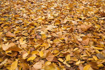 Yellow autumn wet leaves on a road