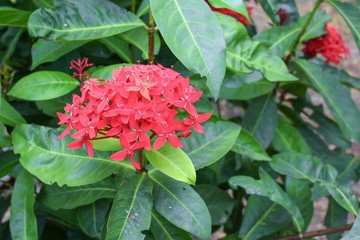 Close up flower spike red  beautiful on the tree ( Rubiaceae Ixora coccinea)
