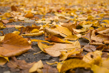 Naklejka na ściany i meble Yellow autumn wet leaves on a road background closeup