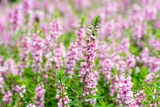 Fototapeta Closeup of pink sage flower in the flower season