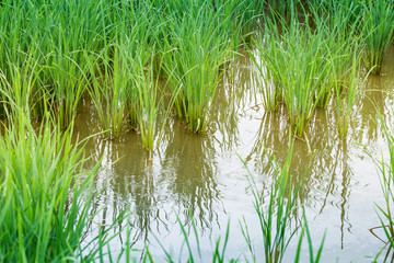 Obraz premium Rice field in countryside of Thailand