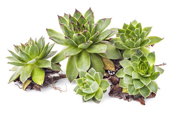 Sempervivum tectorum, Houseleek. Plant on the white background