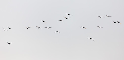 a flock of seagulls in the sky at sunset - obrazy, fototapety, plakaty