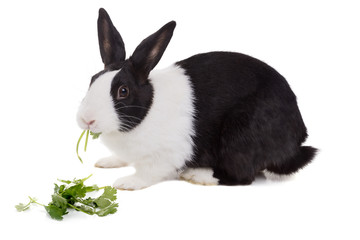 Fototapeta premium Holenderski królik miniaturowy jedzący kolendrę. Na białym tle