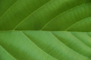 Obraz premium Green leaf